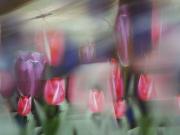 Rovereto Mozart ago_2013 092